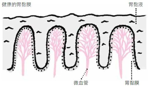 微血管,腸胃