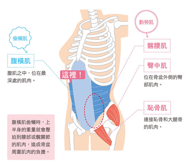 腹橫肌
