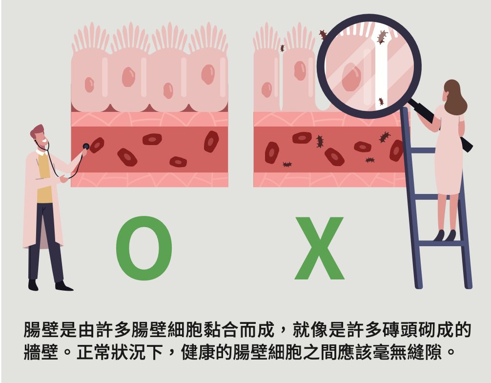 腸壁是由許多腸壁細胞黏合而成,就像是許多磚頭砌成的 牆壁。正常狀況下,健康的腸壁細胞之間應該毫無縫隙。