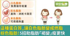 這種蛋白質，讓白色脂肪變成燃脂棕色脂肪！5招助脂肪「褐變」瘦更快